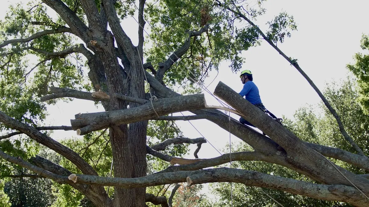 Professional Crown Thinning performed by certified arborists in Honeoye Falls