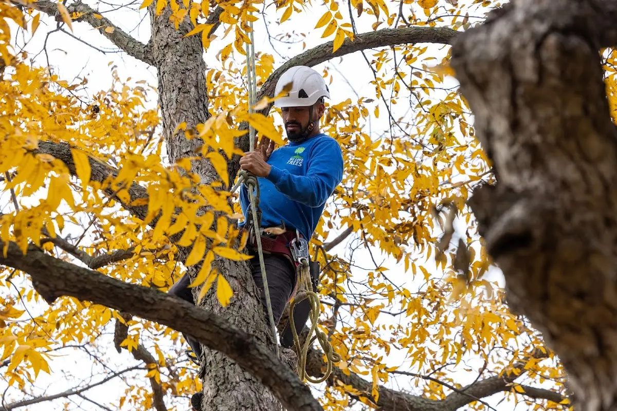 Skilled Tree Planing crew working in Honeoye Falls